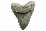 Serrated, Fossil Megalodon Tooth - North Carolina #378051-2